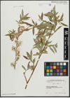 Foto von Salix alba L.